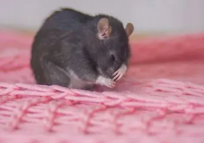 Photograph of a mouse covering his face with his paw.